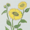 Flowers of Adoration (Sunflower)