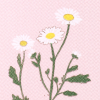 Flowers of New Beginnings (Daisy)